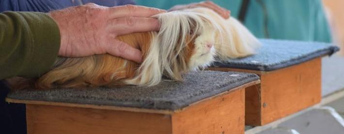 Longhair Guinea Pigs at Northland Show