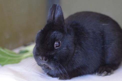 The Northern Rabbit and Cavy Club
