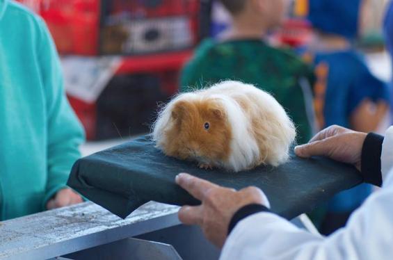 Pedigree Cavy being judged at Guinea Pig show in WHangarei