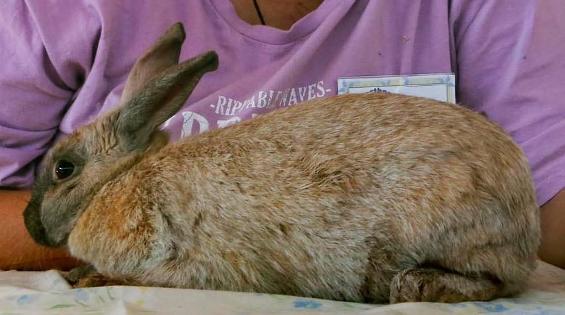 Rare Rabbit breeds