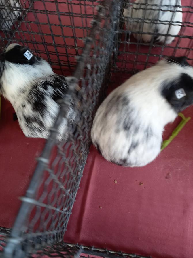 Black and White Guinea Pigs NZ