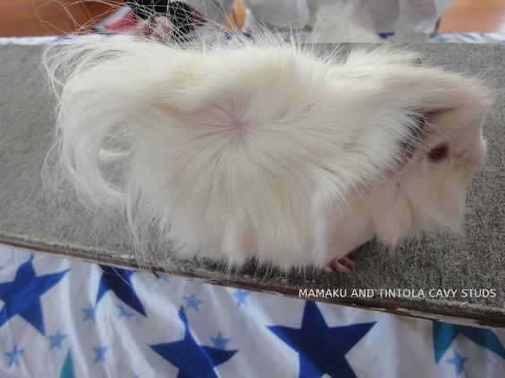 NZ Plume rare cavy breed at Whangarei show