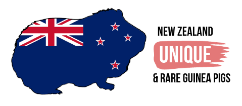 New Zealand Unique and Rare Guinea Pigs Club