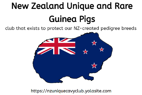 New Zealand Unique and Rare Guinea Pigs